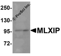 Western blot analysis of MLXIP in MCF7 cell lysate with MLXIP antibody at 1 μg/mL.