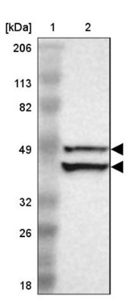 Western Blot: CD55 Antibody [NBP1-85467] - Lane 1: Marker [kDa] 206, 113, 82, 49, 32, 26, 18<br/>Lane 2: Human cell line RT-4