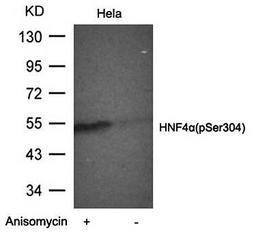 Western blot analysis of HNF4a(Phospho-Ser304) antibody in Hela cells lysates