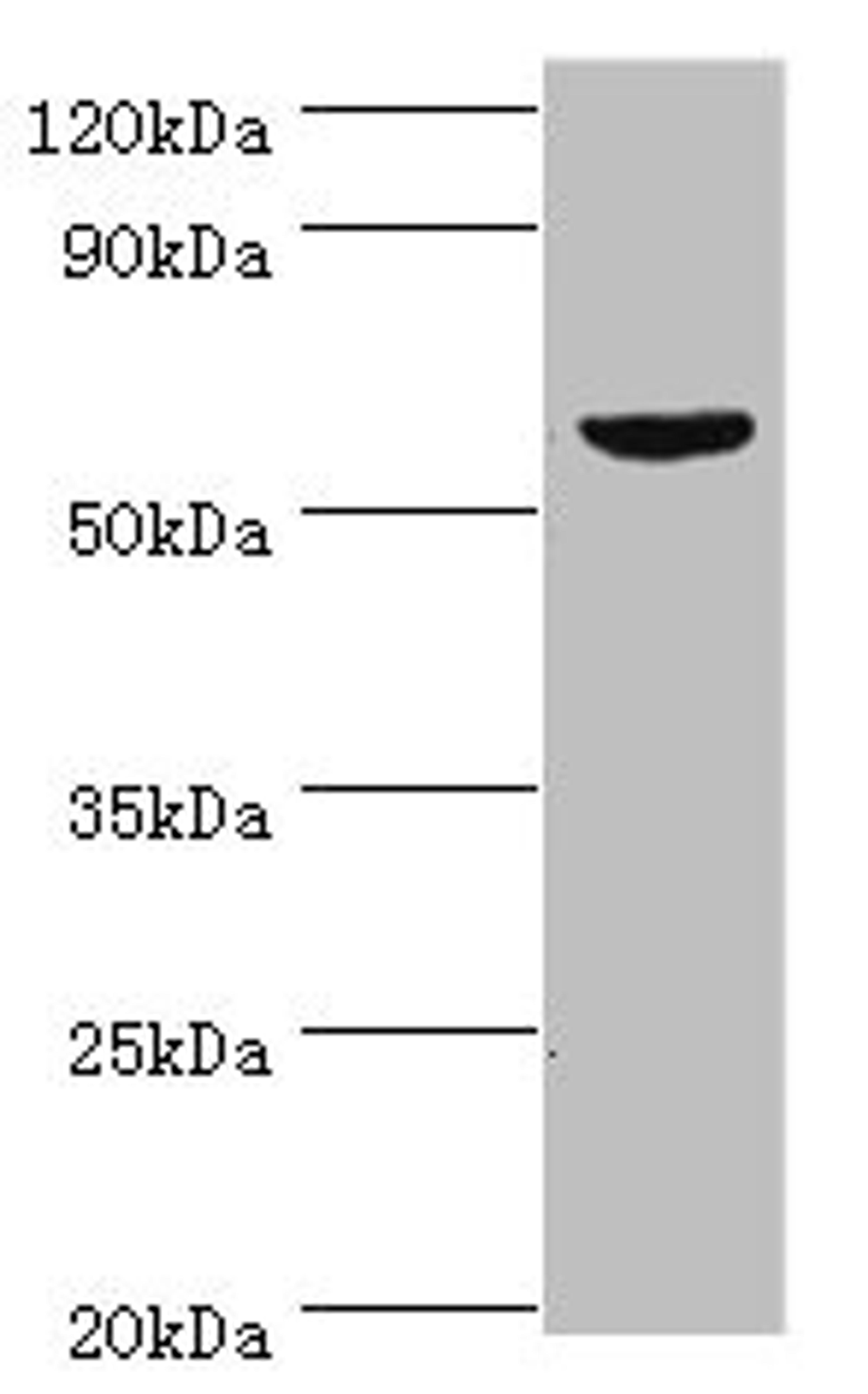 Western blot. All lanes: KMO antibody at 10ug/ml + Mouse heart tissue. Secondary. Goat polyclonal to rabbit IgG at 1/10000 dilution. Predicted band size: 56, 55, 52 kDa. Observed band size: 56 kDa.