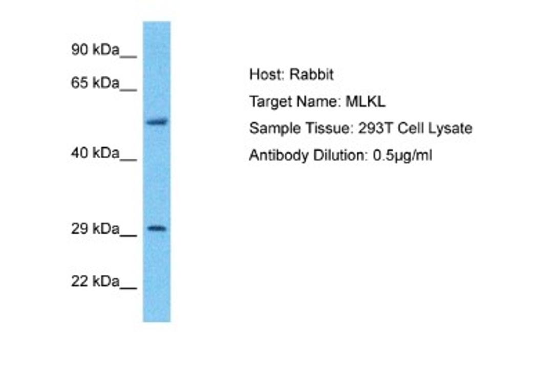 Western Blot: MLKL Antibody [NBP1-56729] - 293T Whole Cell lysates, Antibody Dilution: 1 ug/ml.