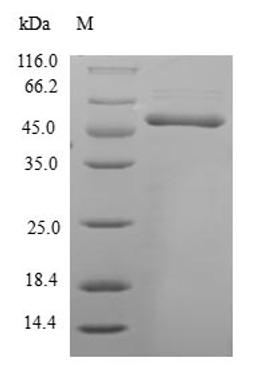(Tris-Glycine gel) Discontinuous SDS-PAGE (reduced) with 5% enrichment gel and 15% separation gel.