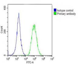 Overlay histogram showing A549 cells stained with Antibody (green line). The cells were fixed with 2% paraformaldehyde (10 min). The cells were then icubated in 2% bovine serum albumin to block non-specific protein-protein interactions followed by the ant