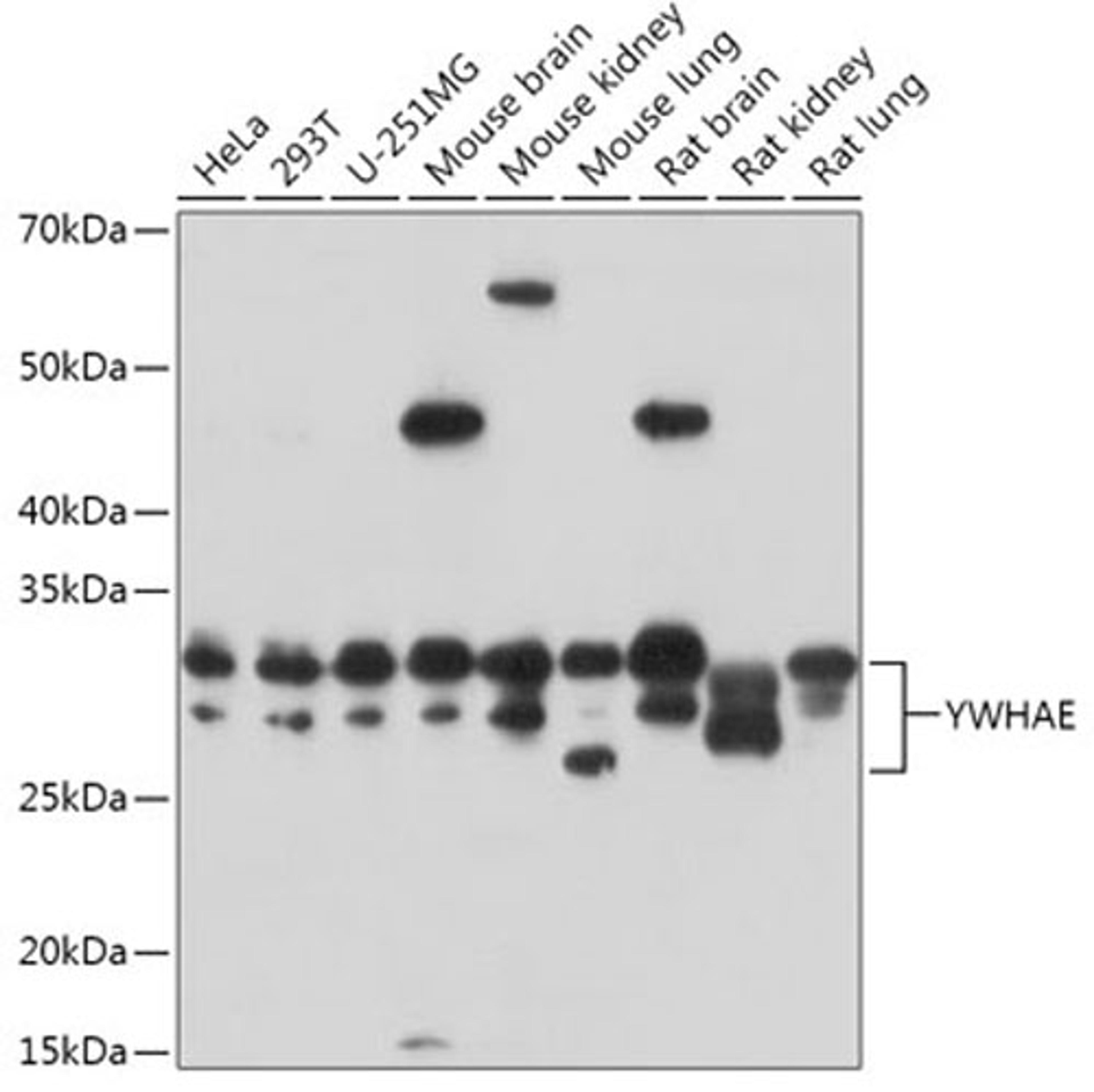 Western blot - YWHAE antibody (A1058)