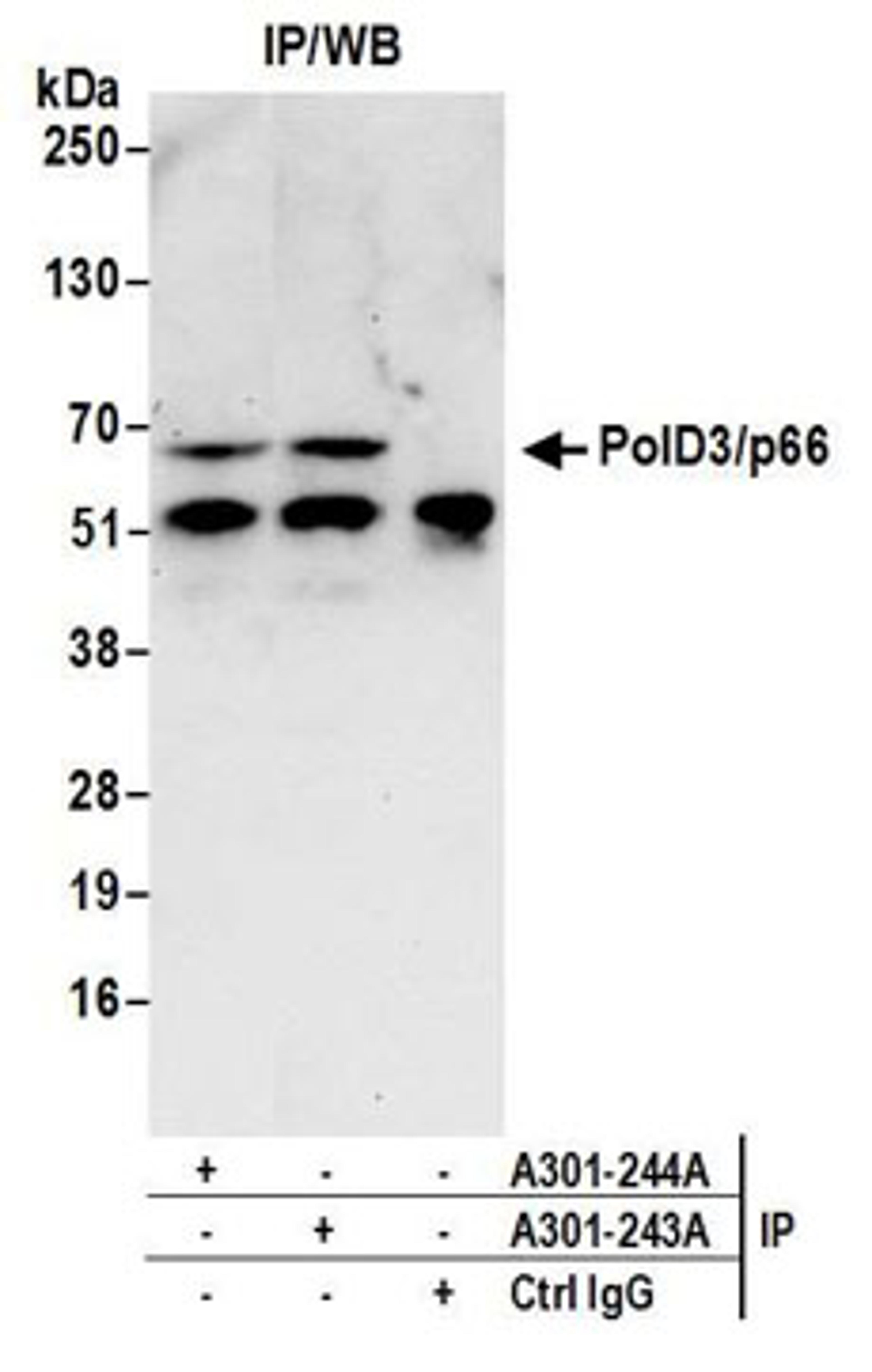 Detection of human PolD3/p66 by western blot of immunoprecipitates.