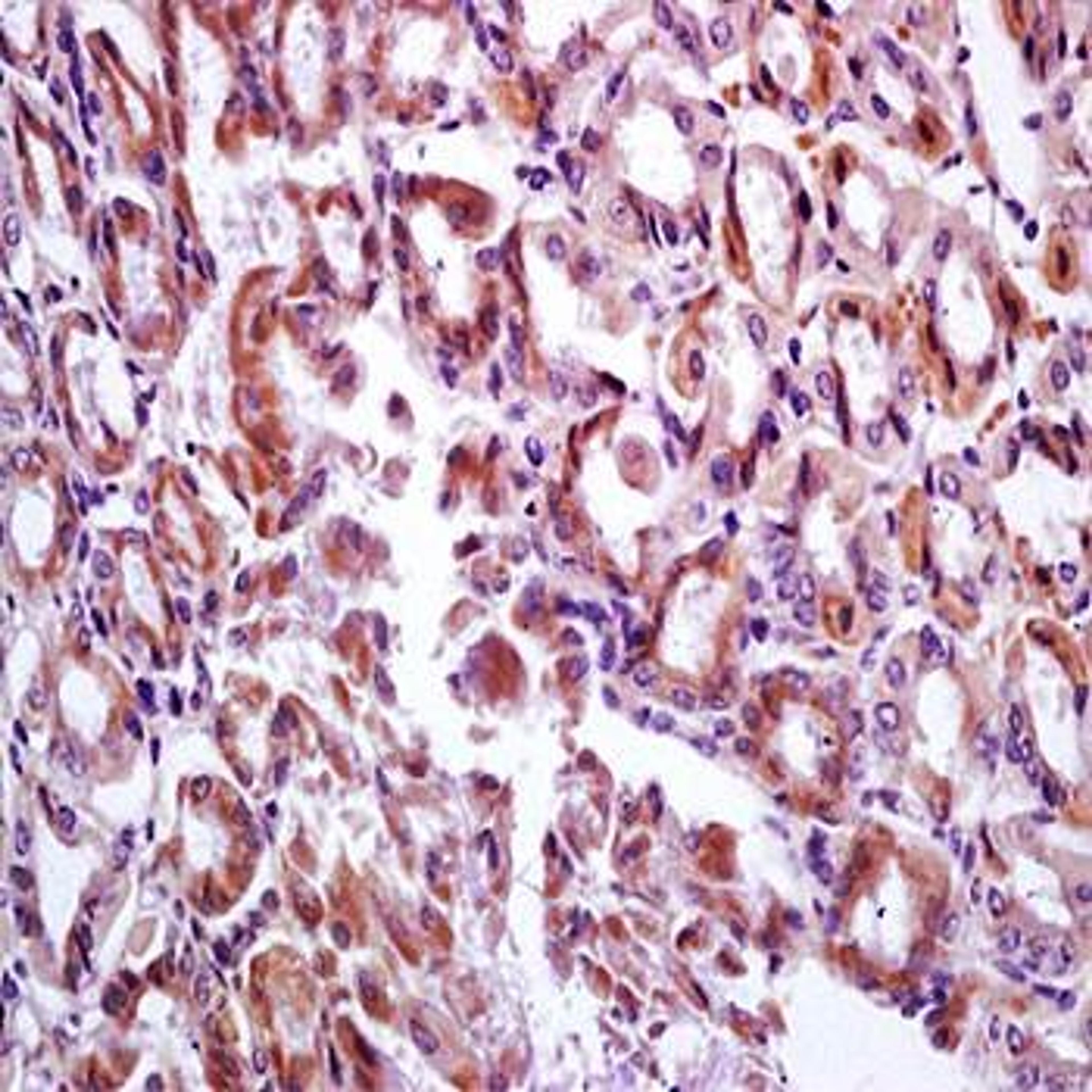 Immunohistochemical analysis of formalin-fixed and paraffin embedded mouse stomach tissue (dilution at:1:200) using DMBT1 antibody