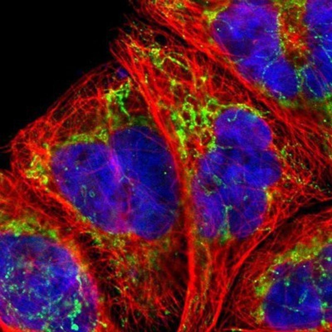 Immunocytochemistry/Immunofluorescence: SSBP1 Antibody [NBP1-80720] - Staining of human cell line A-431 shows positivity in mitochondria.