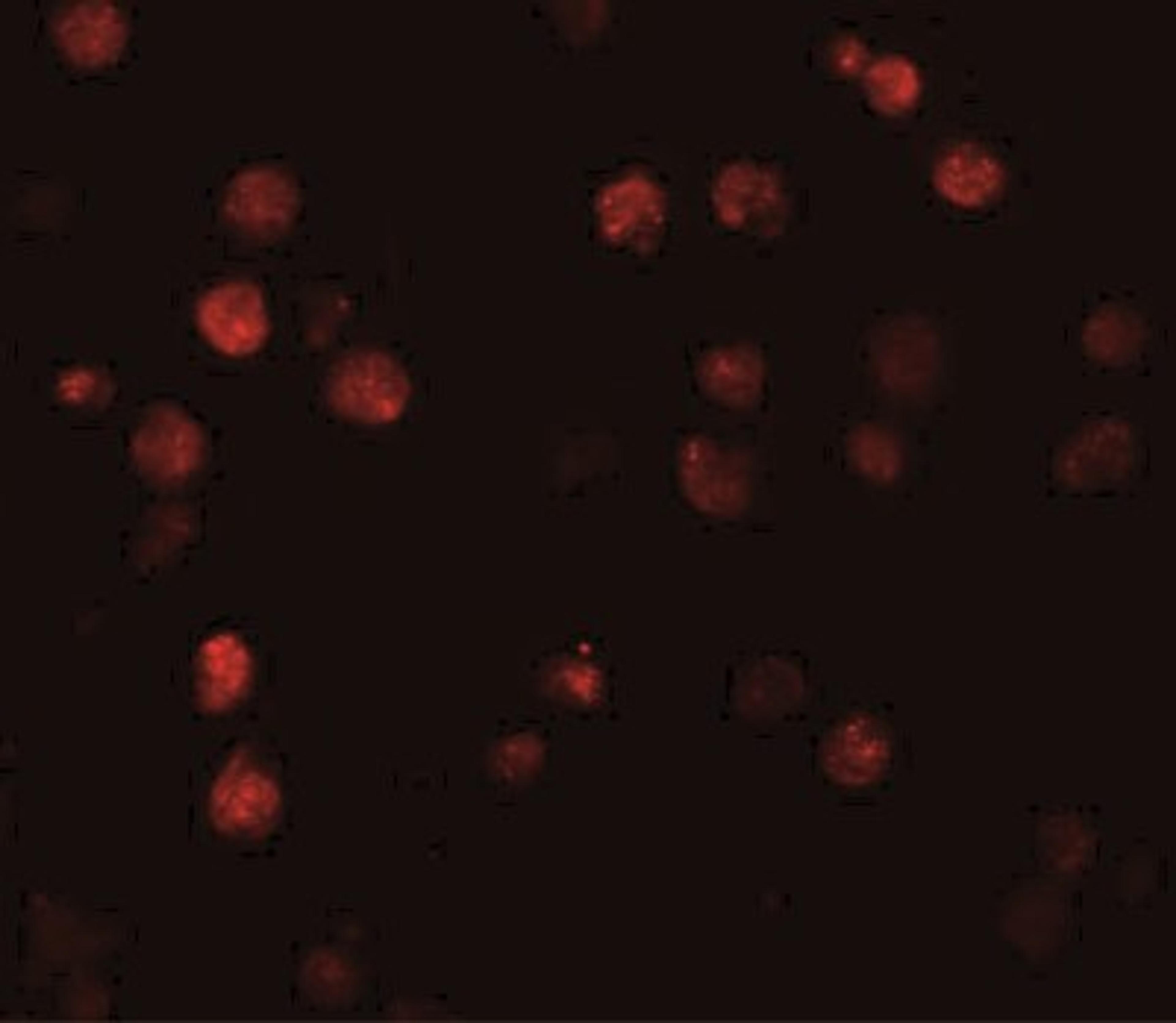 Immunofluorescence: ATP11A Antibody [NBP1-77189] - Immunofluorescence of ATP11A in K562 cells with ATP11A antibody at 20 ug/mL.