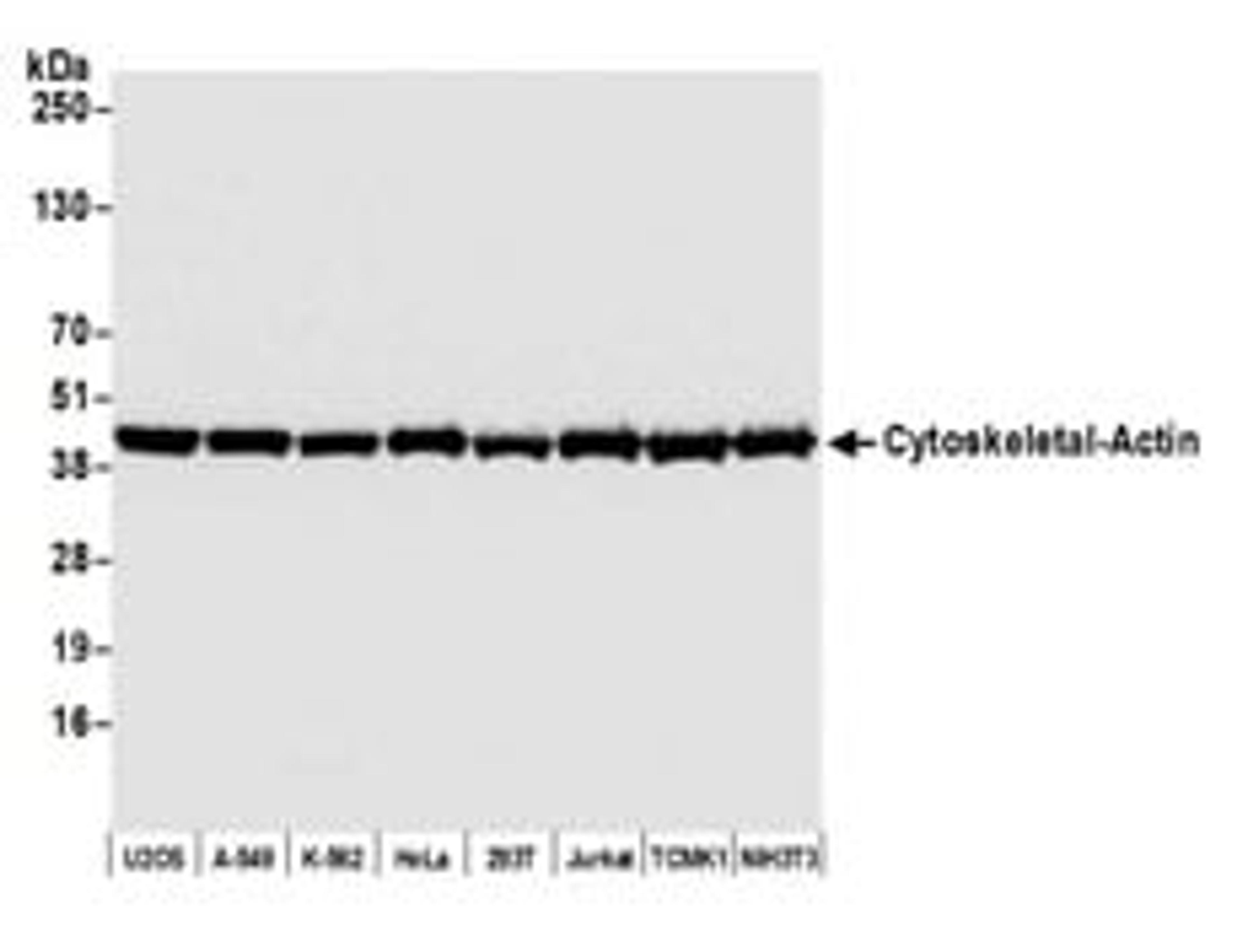 Detection of human and mouse Cytoskeletal Actin by western blot.