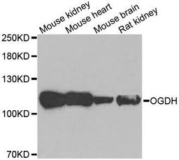 Western blot analysis of extracts of various tissues using OGDH antibody