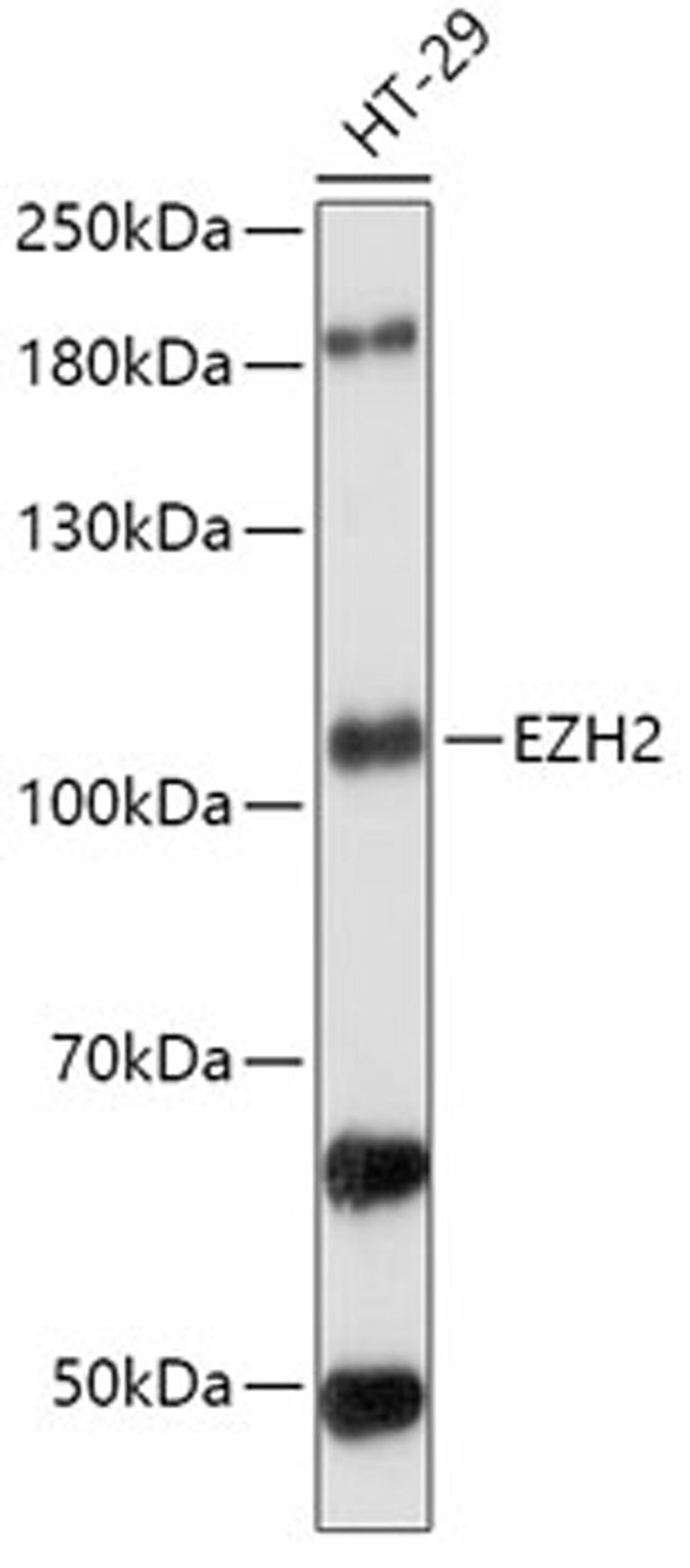 Western blot - EZH2 antibody (A13867)