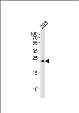 Western blot analysis of 293 cell line lysates (35ug/lane) using RSPO2 antibody