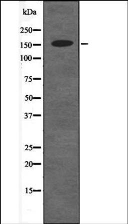 Western blot analysis of 293 whole cell lysates using RAD50 -Phospho-Ser635- antibody