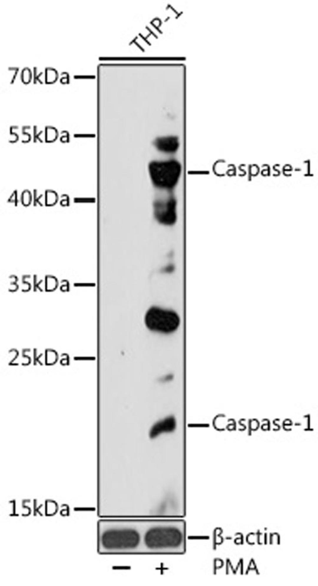 Western blot - Caspase-1 antibody (A0964)