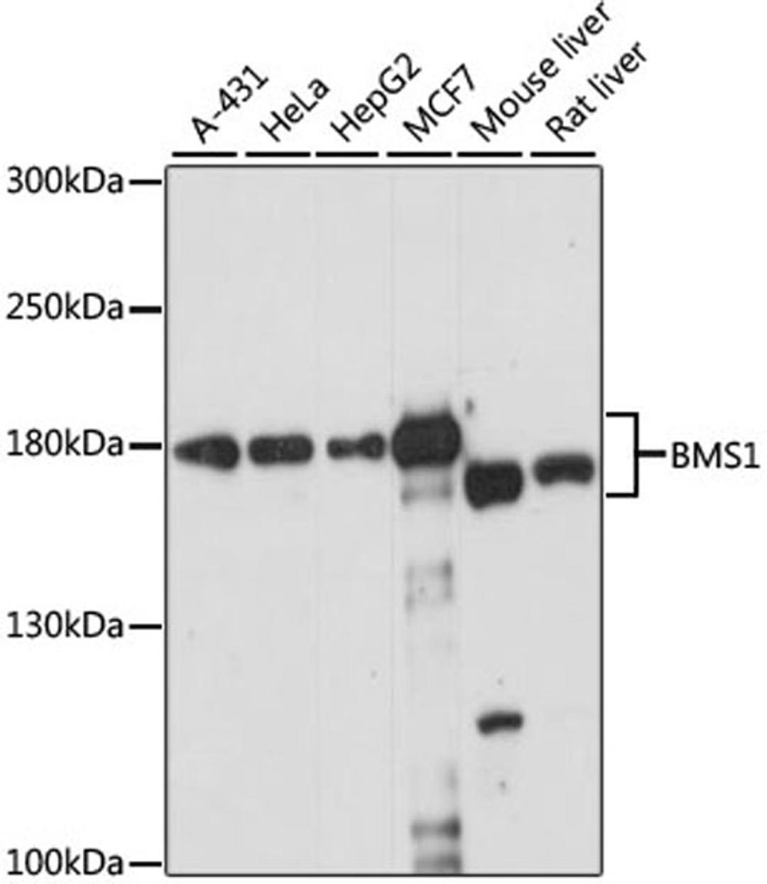 Western blot - BMS1 antibody (A15367)