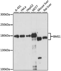 Western blot - BMS1 antibody (A15367)