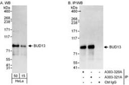 Detection of human BUD13 by western blot and immunoprecipitation.