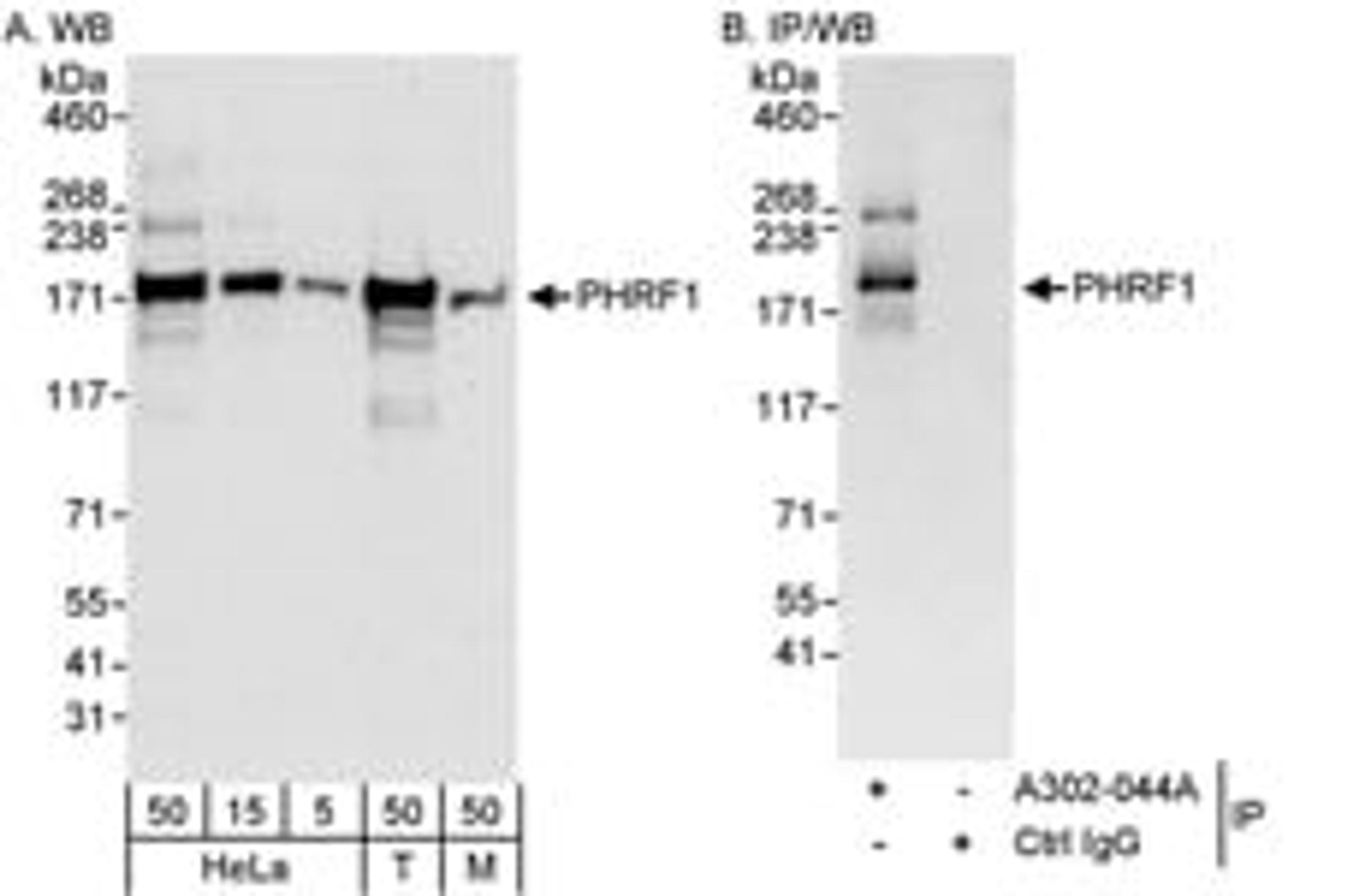 Detection of human and mouse PHRF1 by western blot (h&m) and immunoprecipitation (h).