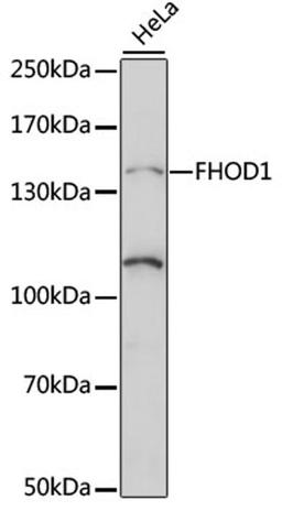 Western blot - FHOD1 antibody (A15438)