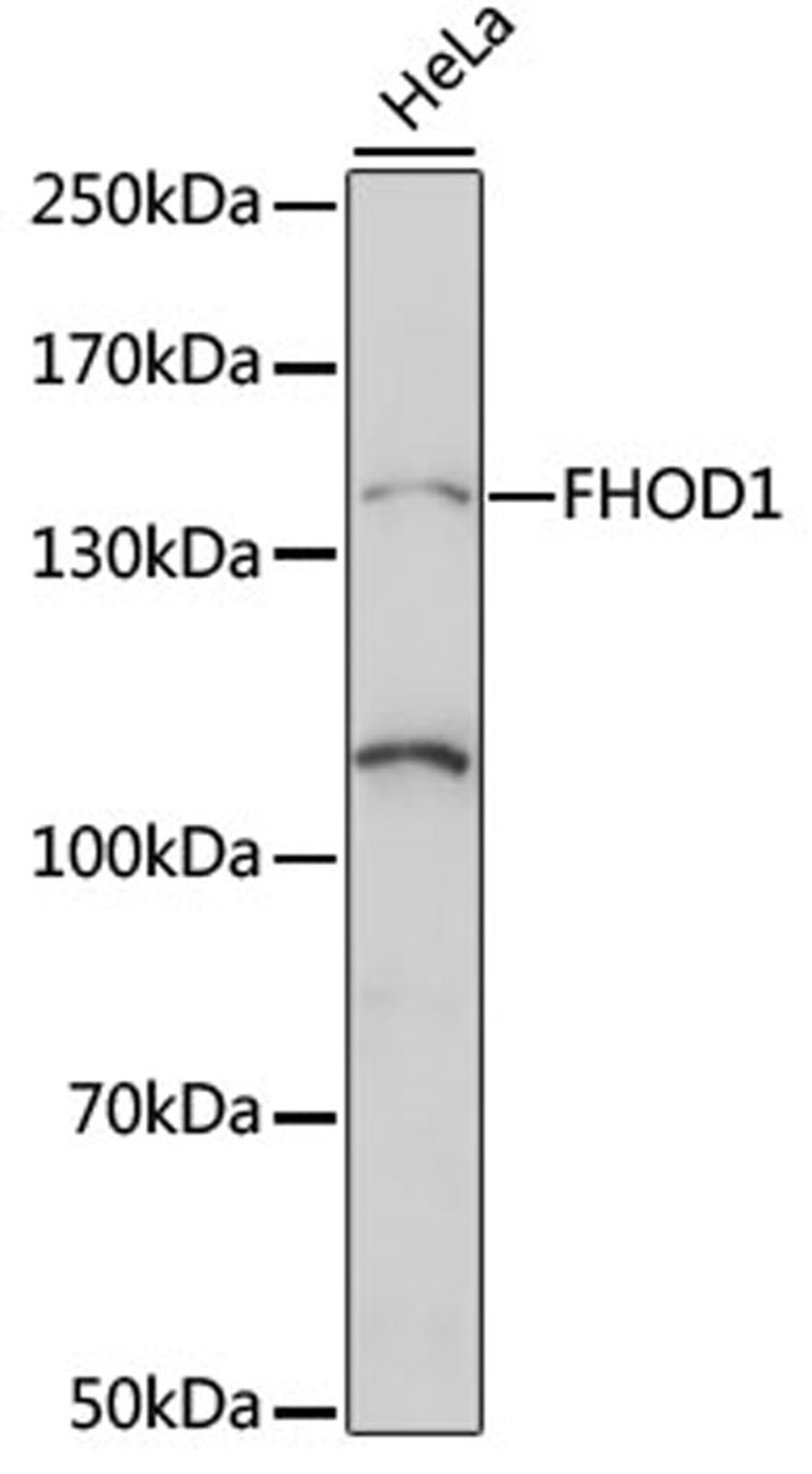 Western blot - FHOD1 antibody (A15438)