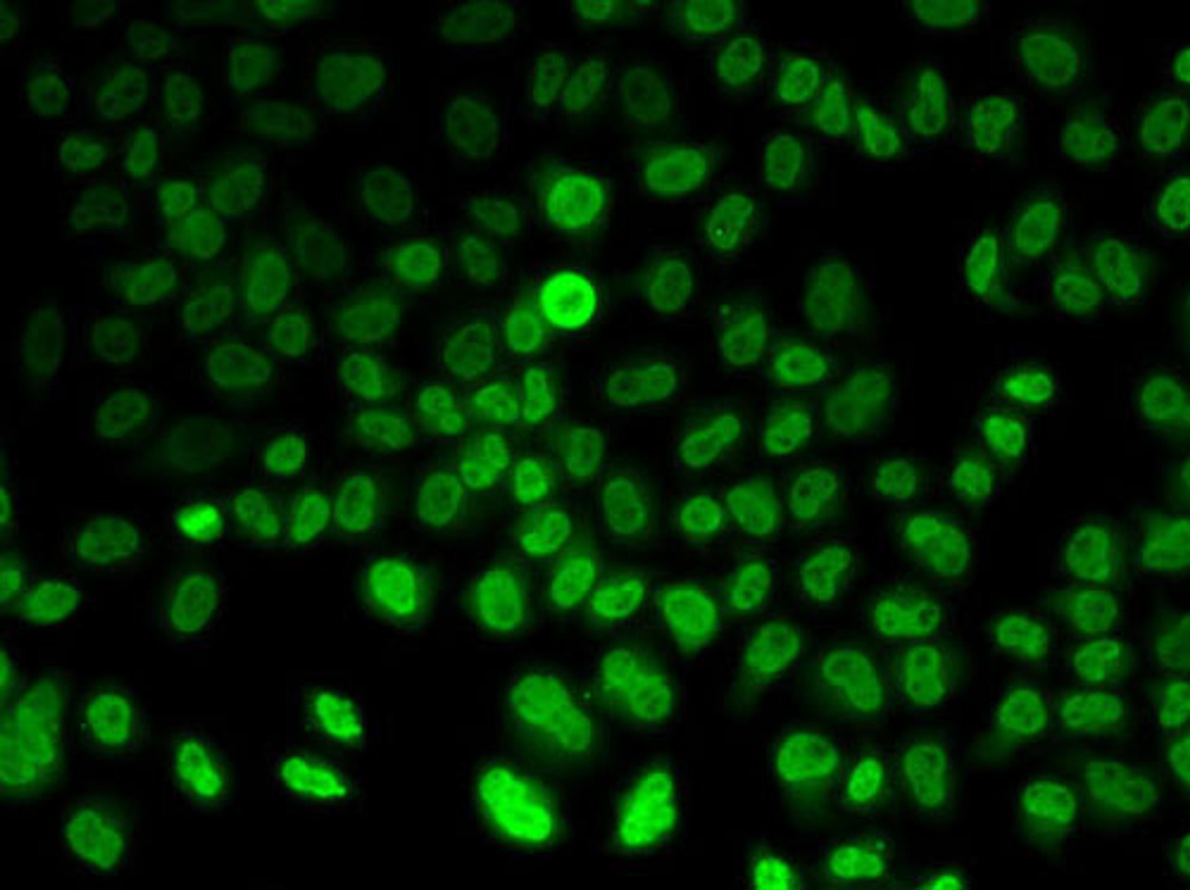 Immunofluorescence - ASMT antibody (A6529)