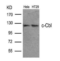 Western blot analysis of lysed extracts from HeLa and HT29 cells using c-Cbl (Ab-700).