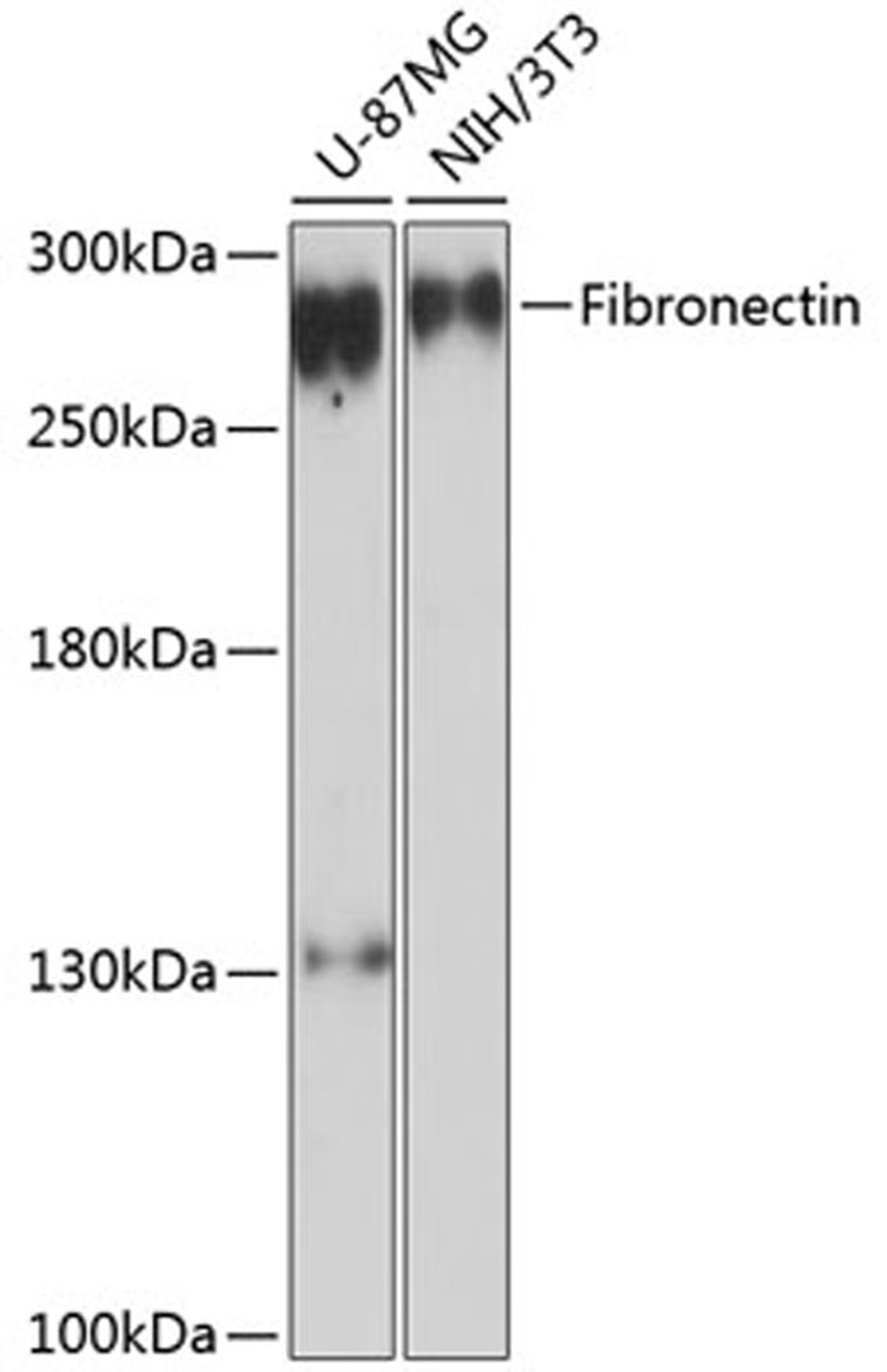 Western blot - Fibronectin antibody (A16678)