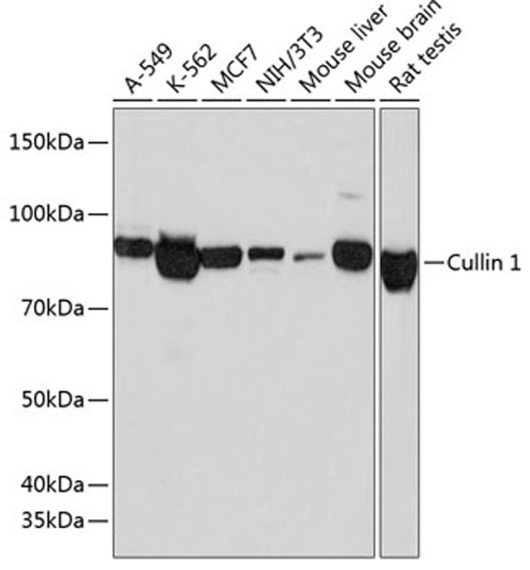 Western blot - Cullin 1 antibody (A19034)