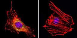 Immunocytochemistry/Immunofluorescence: CNG1 Antibody (CNC 9C1) [NB100-74389] - Analysis of CNG Channel using Anti-CNG Channel Monoclonal Antibody (CNC 9C1) shows staining in B-3 Cells. CNG Channel staining (green), F-Actin staining with Phalloidin (red) and nuclei with DAPI (blue) is shown. Cells were grown on chamber slides and fixed with formaldehyde prior to staining. Cells were probed without (control) or with or an antibody recognizing CNG Channel at a dilution of 1:20 over night at 4C, washed with PBS and incubated with a DyLight-488 conjugated secondary antibody. Images were taken at 60X magnification.