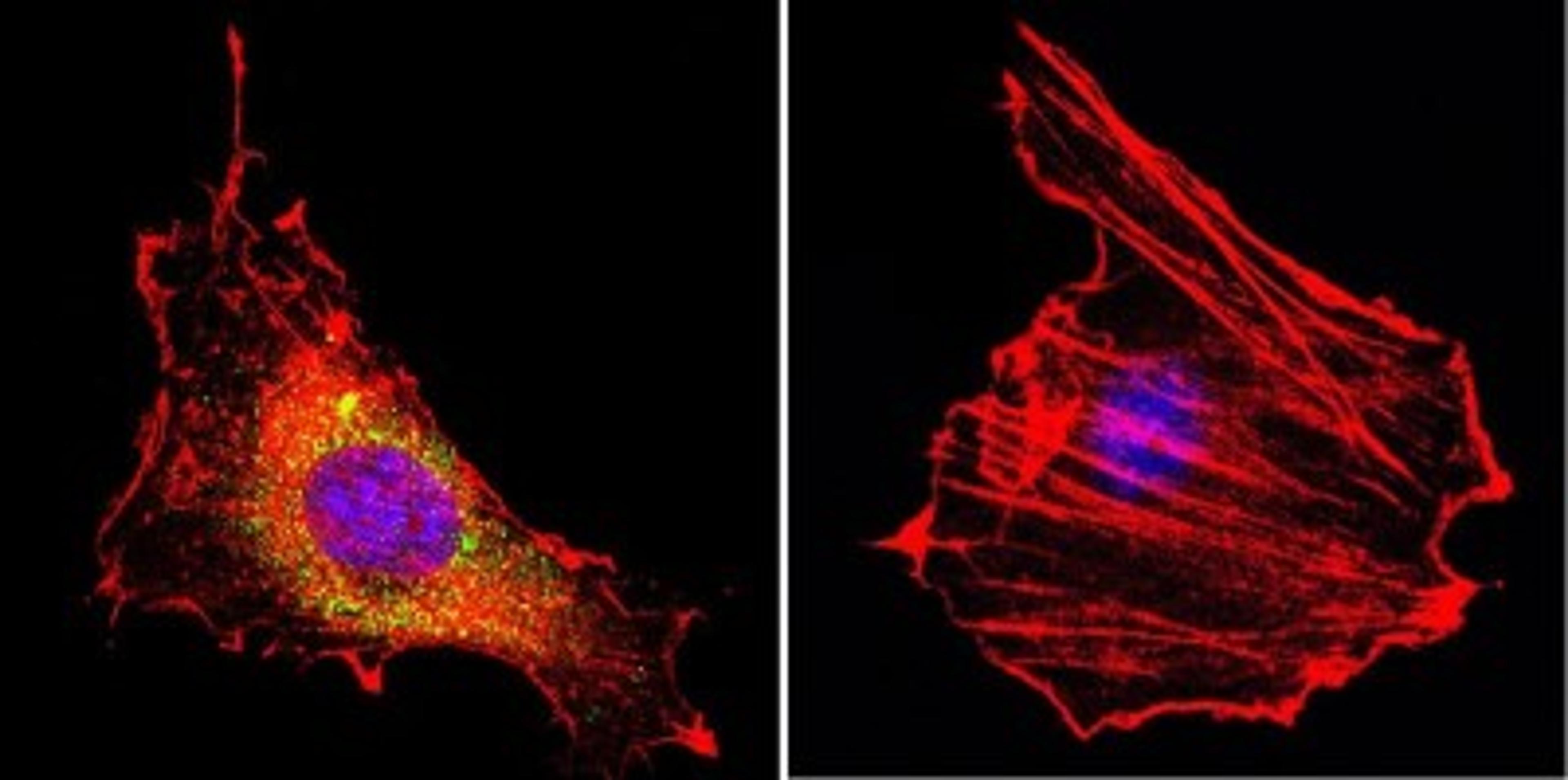 Immunocytochemistry/Immunofluorescence: CNG1 Antibody (CNC 9C1) [NB100-74389] - Analysis of CNG Channel using Anti-CNG Channel Monoclonal Antibody (CNC 9C1) shows staining in B-3 Cells. CNG Channel staining (green), F-Actin staining with Phalloidin (red) and nuclei with DAPI (blue) is shown. Cells were grown on chamber slides and fixed with formaldehyde prior to staining. Cells were probed without (control) or with or an antibody recognizing CNG Channel at a dilution of 1:20 over night at 4C, washed with PBS and incubated with a DyLight-488 conjugated secondary antibody. Images were taken at 60X magnification.