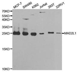 Western blot analysis of extracts of various cell lines using MAD2L1 antibody