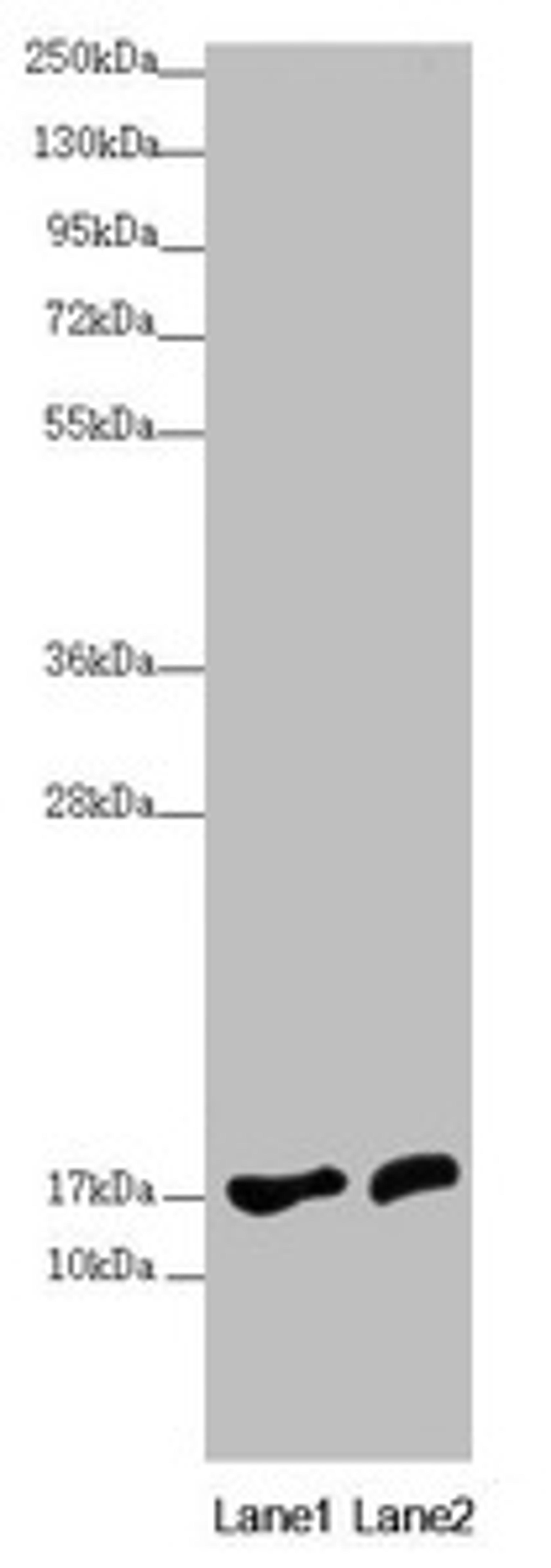Western blot. All lanes: NDUFA12 antibody at 3.71µg/ml. Lane 1: HepG2 whole cell lysate. Lane 2: 293T whole cell lysate. Secondary. Goat polyclonal to rabbit IgG at 1/10000 dilution. Predicted band size: 18, 8 kDa. Observed band size: 18 kDa