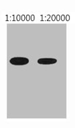 Western blot analysis of His recombinant protein, diluted at  1) 1:10000  2) 1:20000