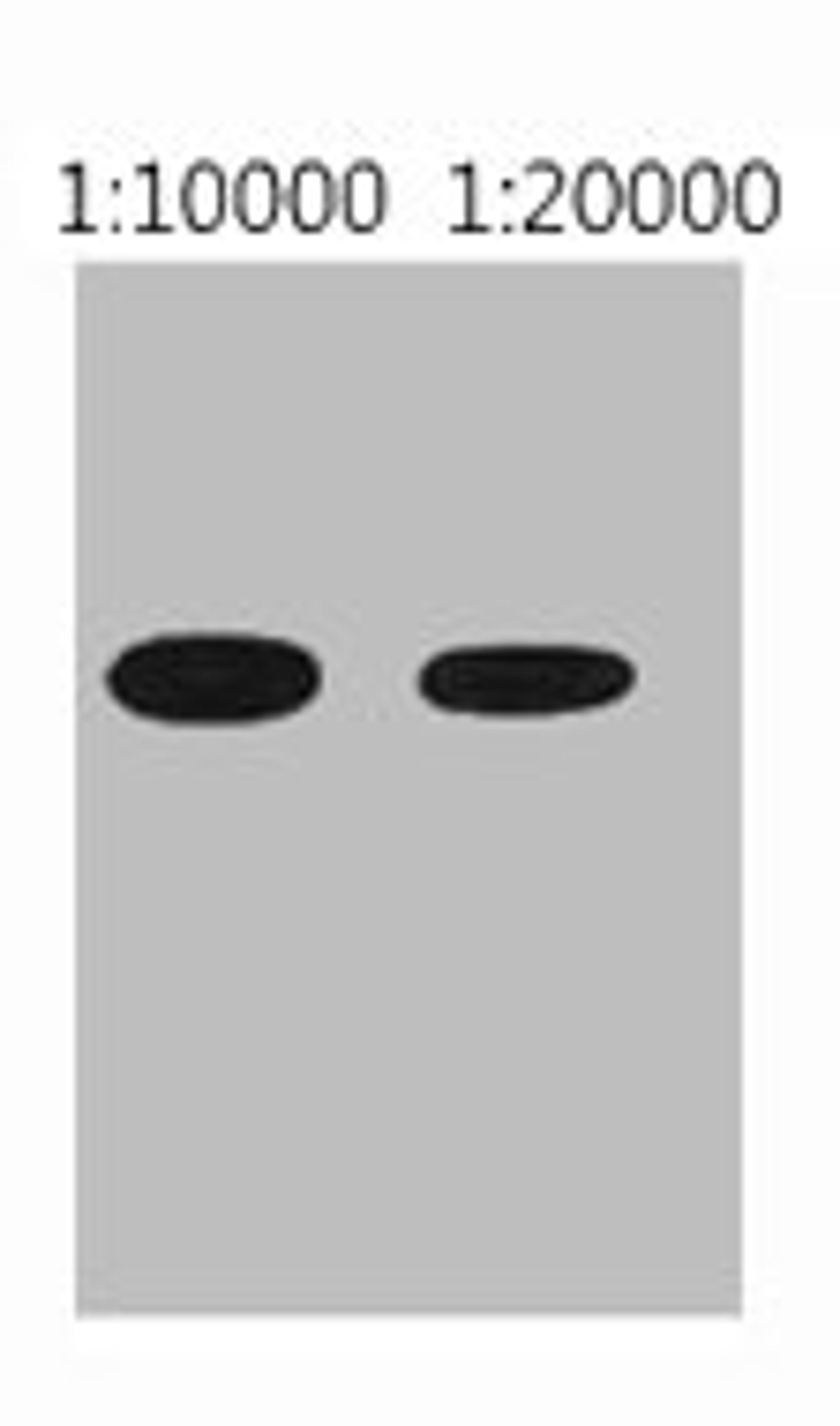 Western blot analysis of His recombinant protein, diluted at  1) 1:10000  2) 1:20000