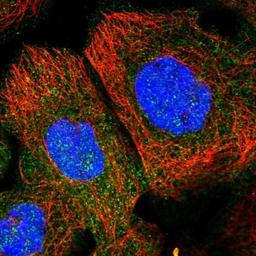 Immunocytochemistry/Immunofluorescence: PLEKHF2 Antibody [NBP1-82265] - Staining of human cell line A-431 shows positivity in nucleus but not nucleoli & cytoplasm.