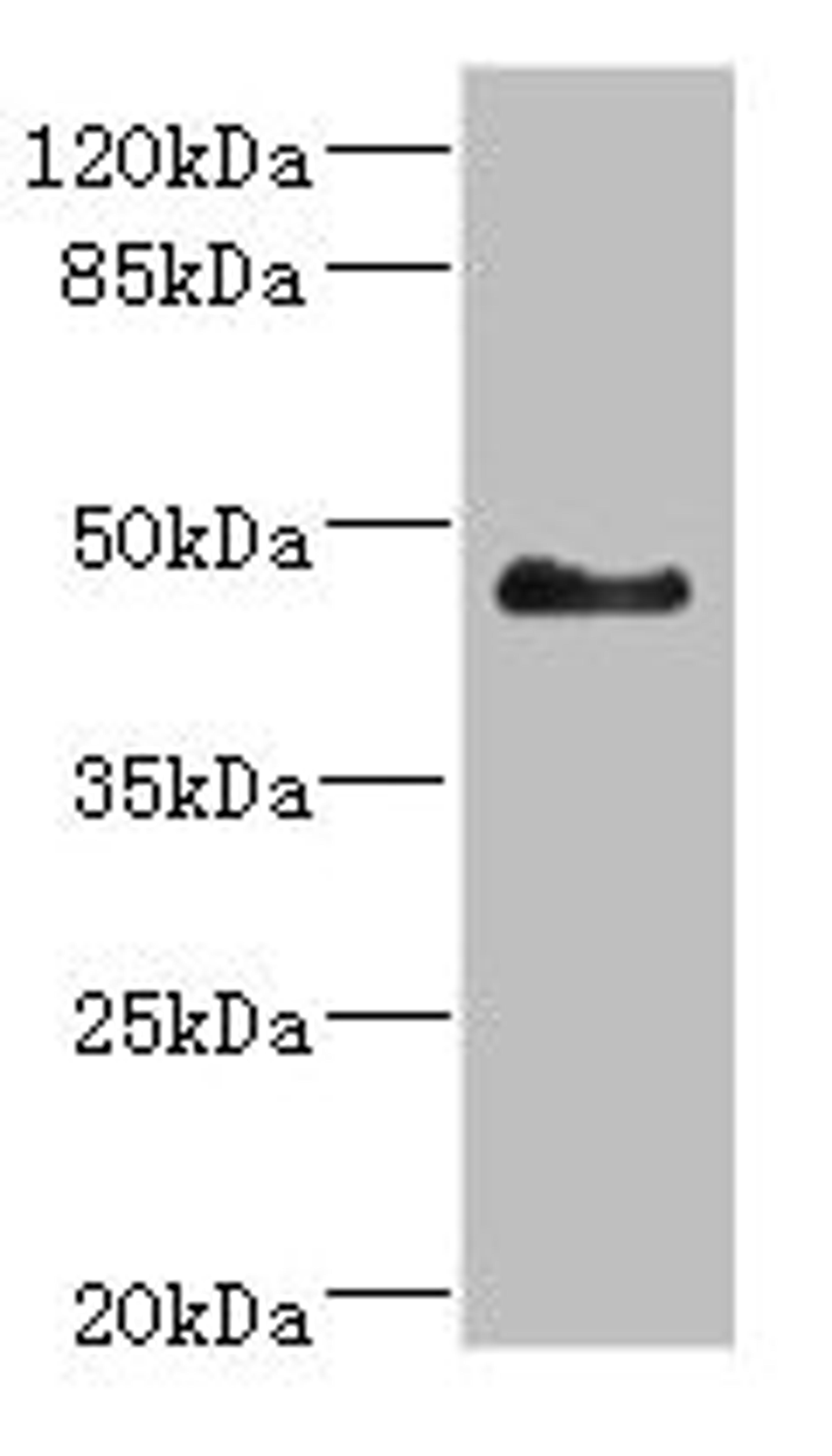 Western blot. All lanes: SH3GLB2 antibody at 5.5ug/ml + Mouse liver tissue. Secondary. Goat polyclonal to rabbit IgG at 1/10000 dilution. Predicted band size: 44, 45 kDa. Observed band size: 44 kDa.
