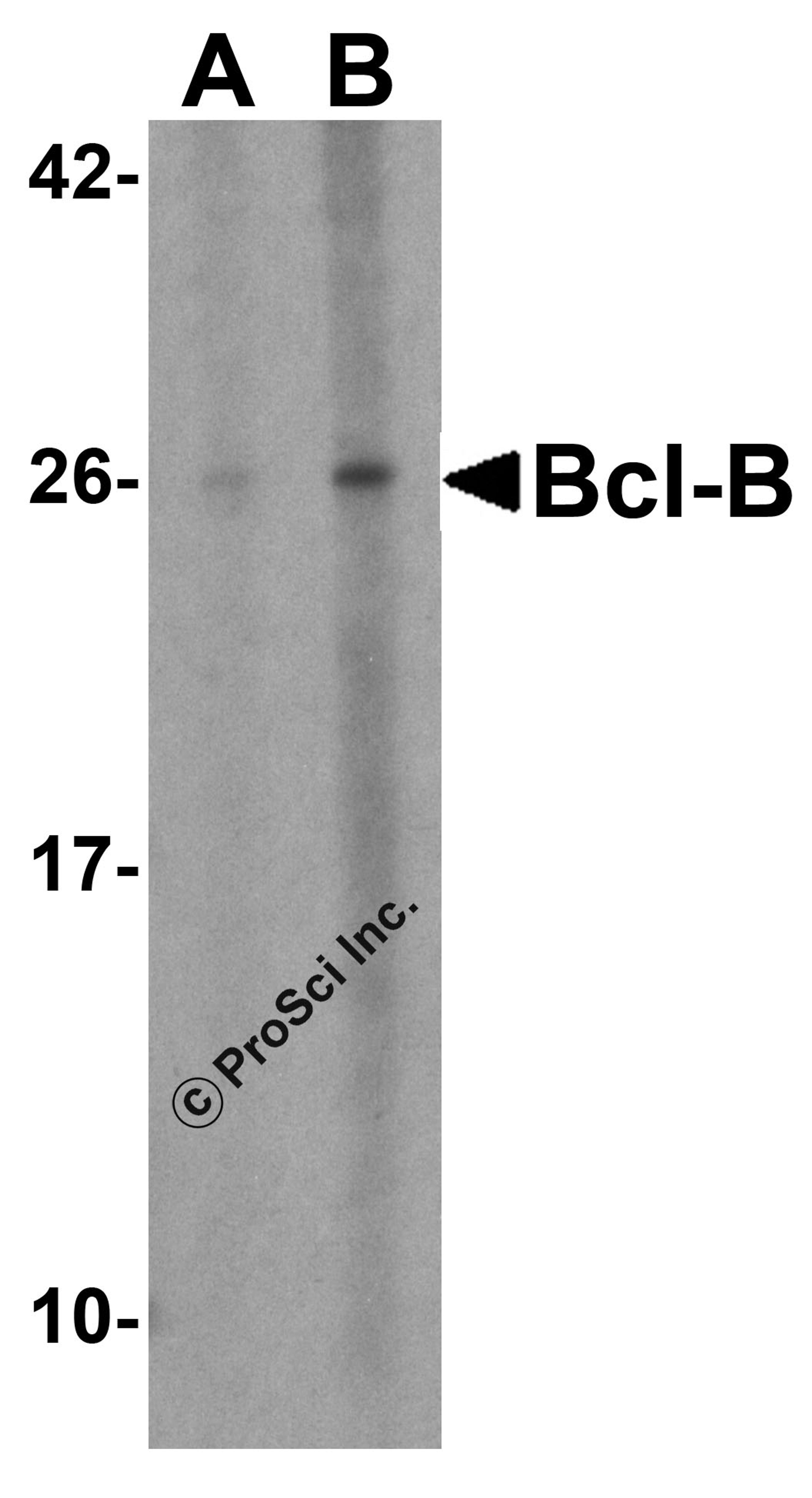 Western blot analysis of Bcl-B in Jurkat cell lysate with Bcl-B antibody at (A) 1 and (B) 2 μg/mL.