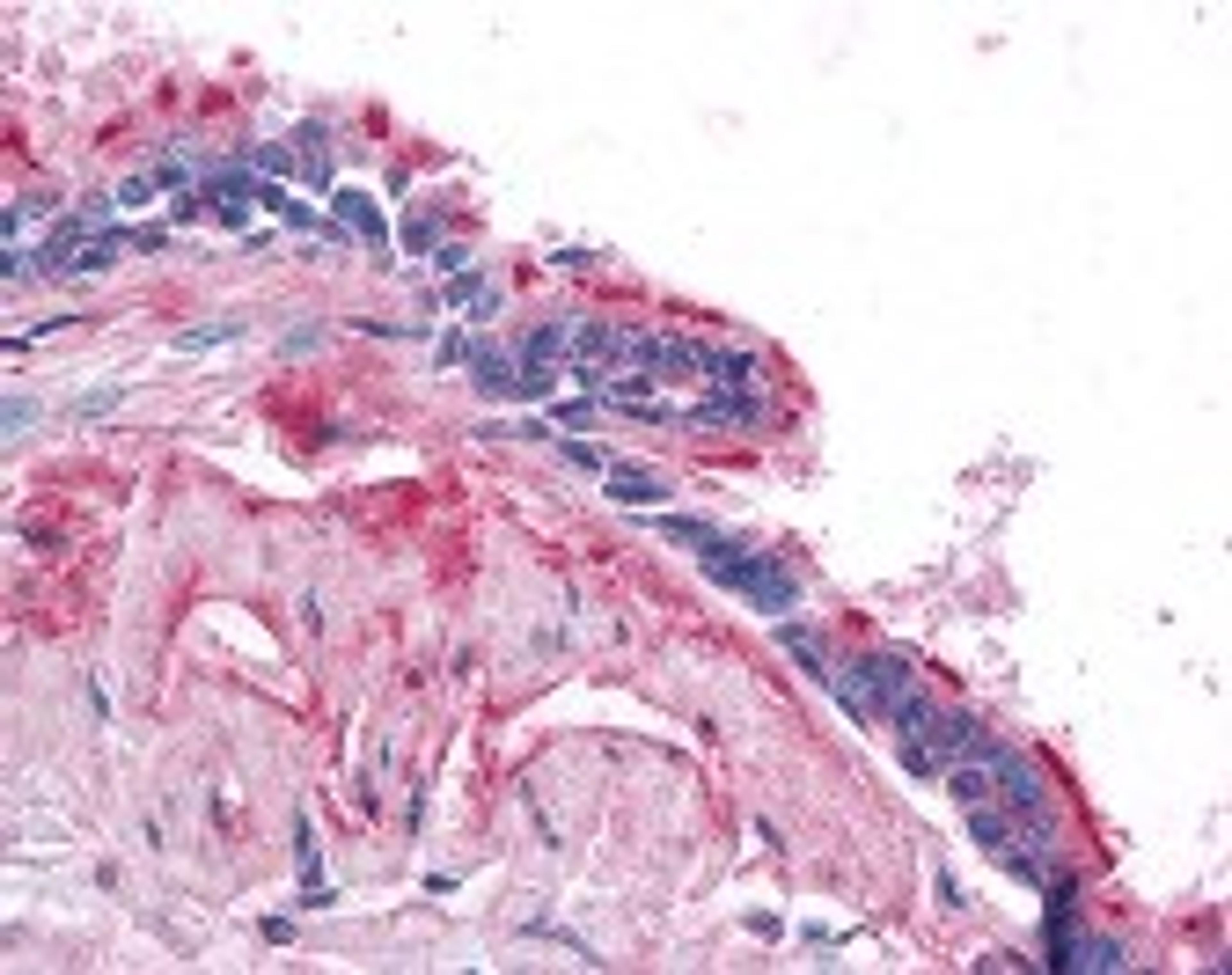 Immunohistochemistry staining of BMP4 in lung, respiratory epithelium tissue using BMP4 Antibody.