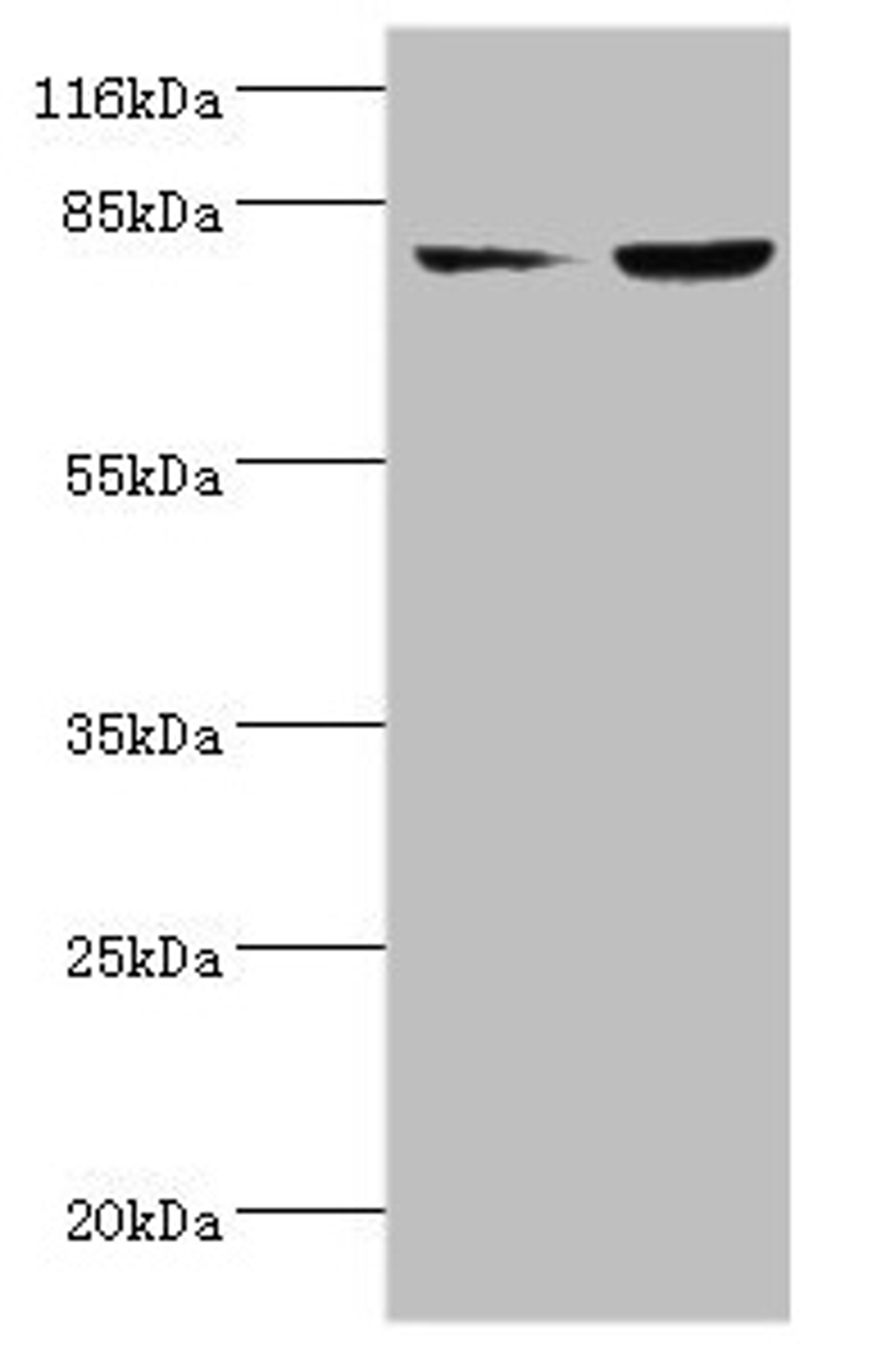 Western blot. All lanes: ACSL4 antibody at 2µg/ml. Lane 1: HepG2 whole cell lysate. Lane 2: Hela whole cell lysate. Secondary. Goat polyclonal to rabbit IgG at 1/10000 dilution. Predicted band size: 80, 75 kDa. Observed band size: 80 kDa