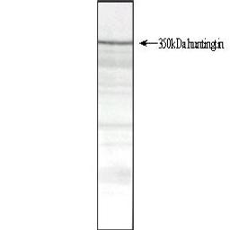 Western Blot analysis of normal human cerebral cortex total protein extract