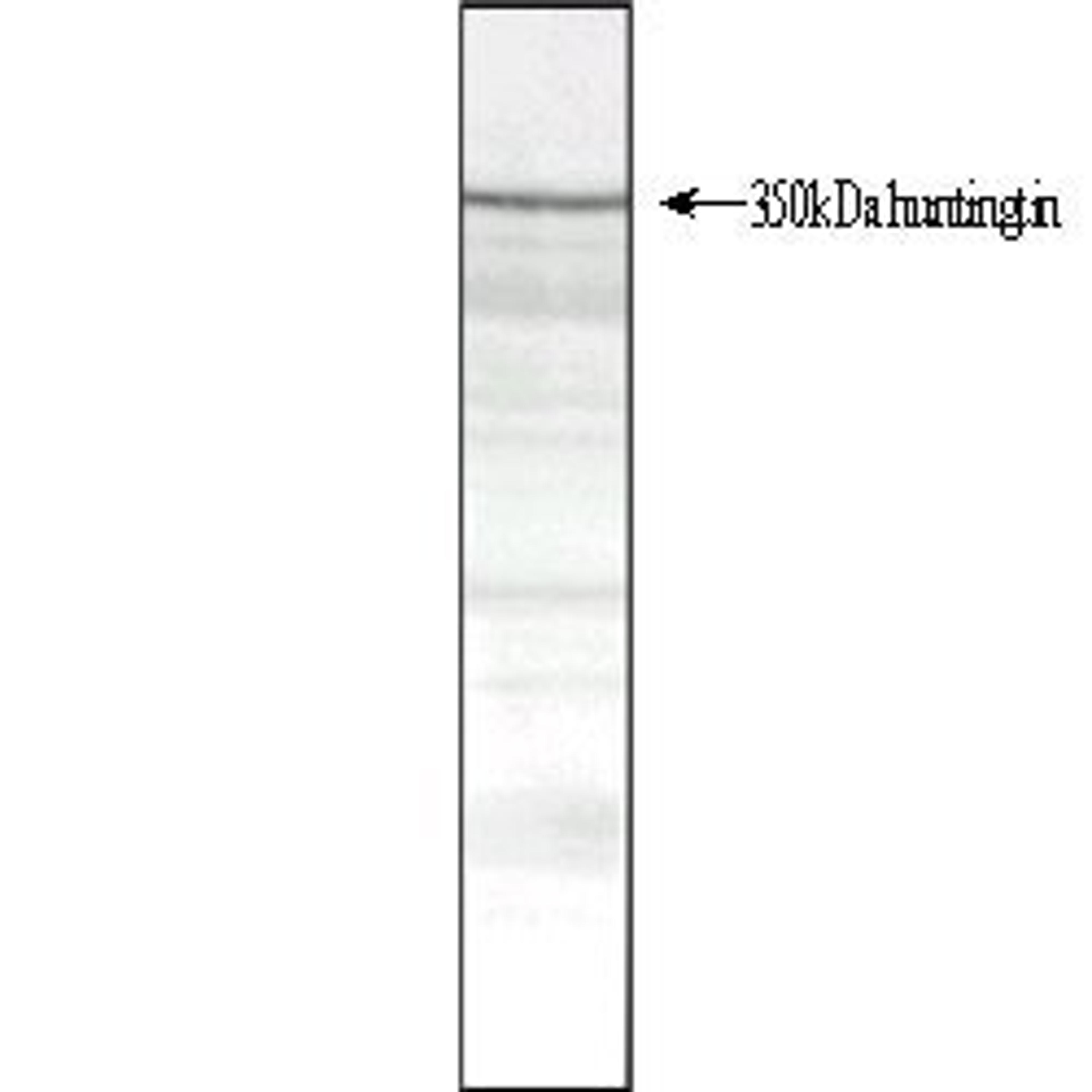 Western Blot analysis of normal human cerebral cortex total protein extract