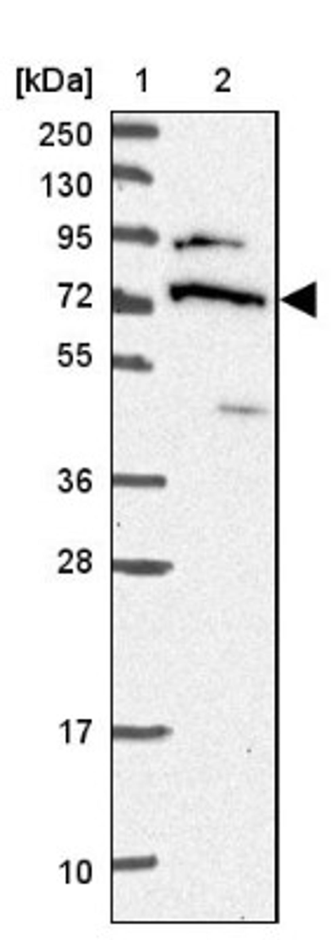 Western Blot: DDX55 Antibody [NBP2-47490] - Lane 1: Marker [kDa] 250, 130, 95, 72, 55, 36, 28, 17, 10.  Lane 2: Human cell line RT-4