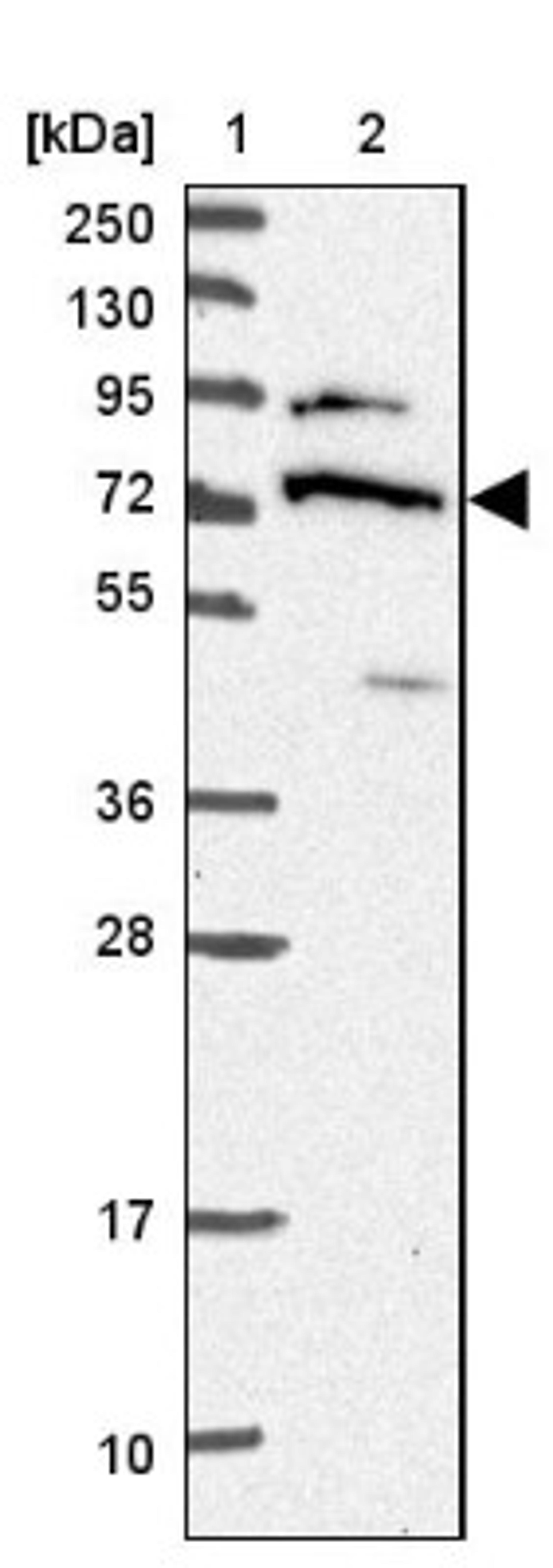 Western Blot: DDX55 Antibody [NBP2-47490] - Lane 1: Marker [kDa] 250, 130, 95, 72, 55, 36, 28, 17, 10.  Lane 2: Human cell line RT-4