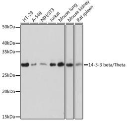 Western blot - 14-3-3 beta/zeta Rabbit mAb (A9152)