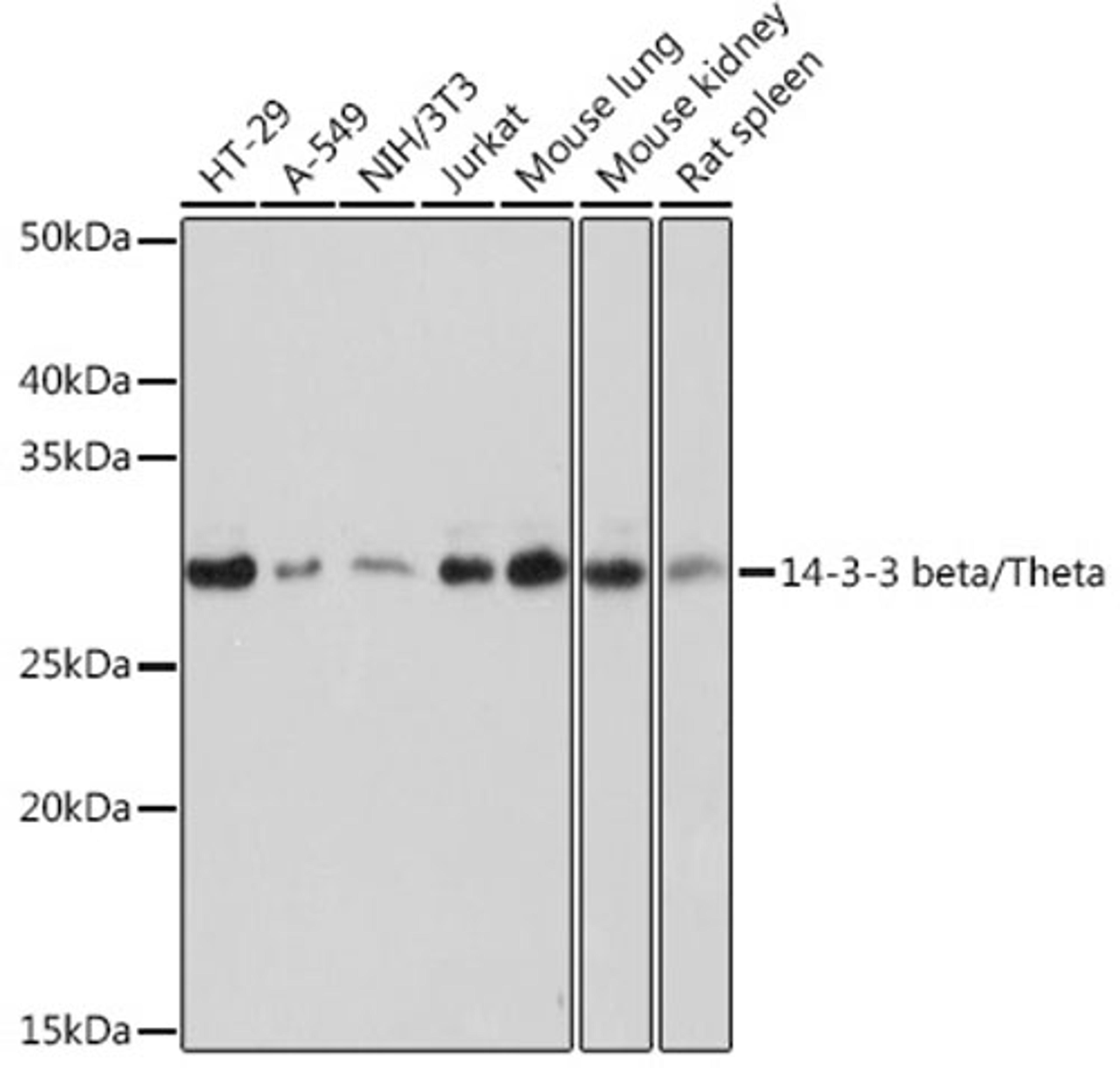 Western blot - 14-3-3 beta/zeta Rabbit mAb (A9152)