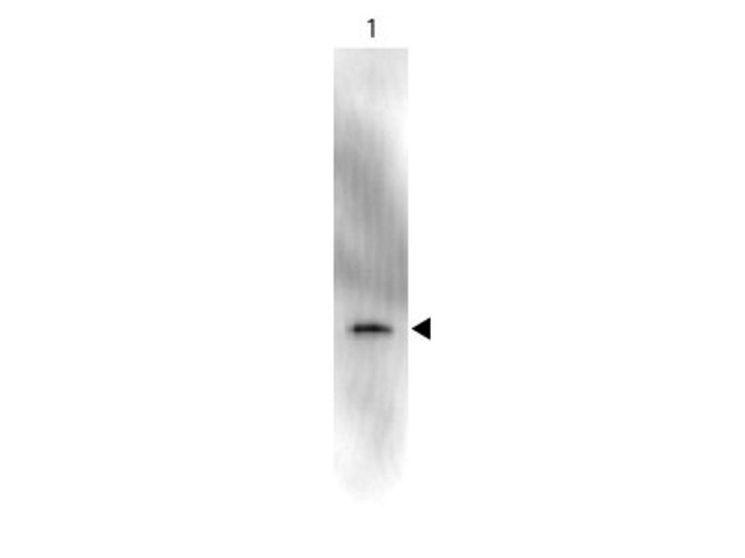 Western Blot: GFP Antibody [NB100-1770] - Analysis using the HRP conjugate of NB100-1770. Detection of Lane 1: 50ng of GFP. Lane 2: none.