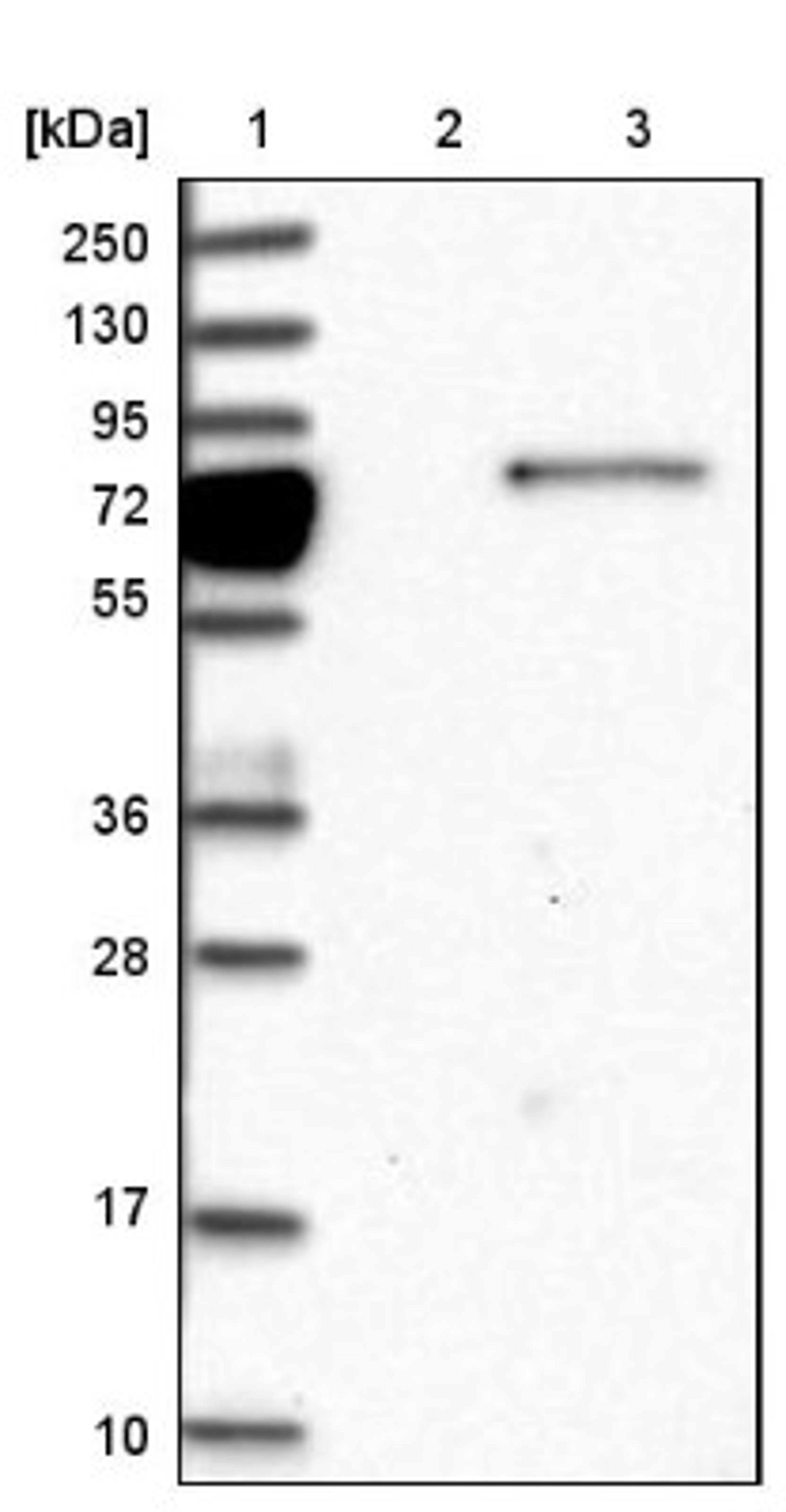 Western Blot: GIMAP8 Antibody [NBP1-85059] - Lane 1: Marker [kDa] 250, 130, 95, 72, 55, 36, 28, 17, 10<br/>Lane 2: Negative control (vector only transfected HEK293T lysate)<br/>Lane 3: Over-expression lysate (Co-expressed with a C-terminal myc-DDK tag (~3.1 kDa) in mammalian HEK293T cells, LY406278)