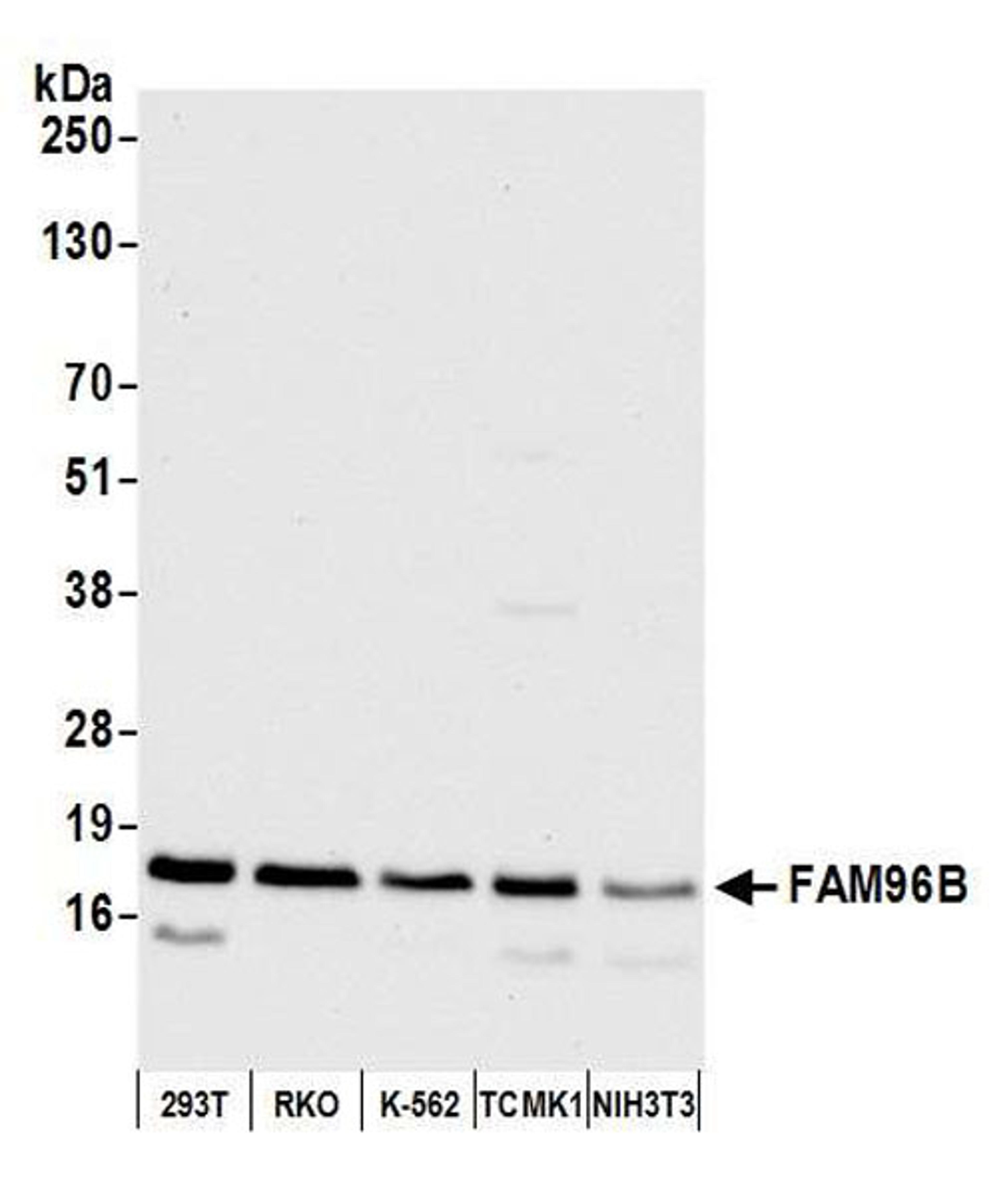 Detection of human and mouse FAM96B by WB.