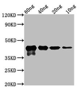 Western Blot. Positive WB detected in Recombinant protein. All lanes: MPN_083 at 2.5ug/ml. Secondary. Goat polyclonal to rabbit IgG at 1/50000 dilution. Predicted band size: 43 kDa. Observed band size: 43 kDa.