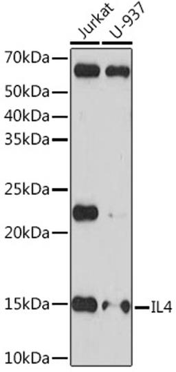 Western blot - IL4 Rabbit mAb (A4988)